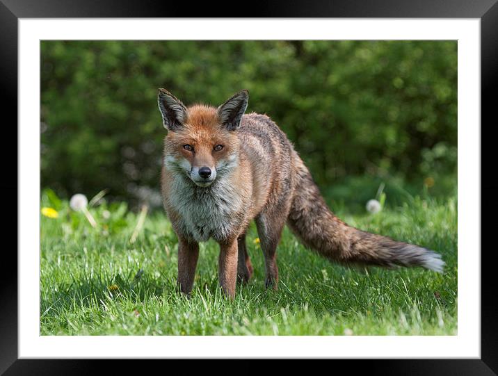 English Red Fox in Meadow Framed Mounted Print by Philip Pound