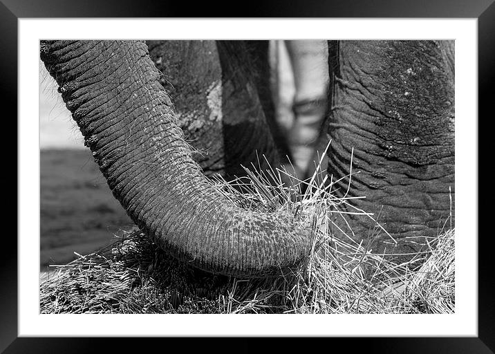 Elephant Eating Framed Mounted Print by Steven Ralser