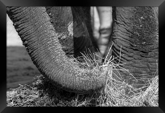 Elephant Eating Framed Print by Steven Ralser