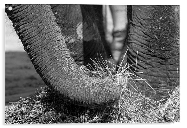 Elephant Eating Acrylic by Steven Ralser