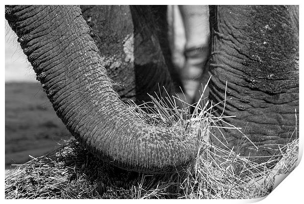 Elephant Eating Print by Steven Ralser