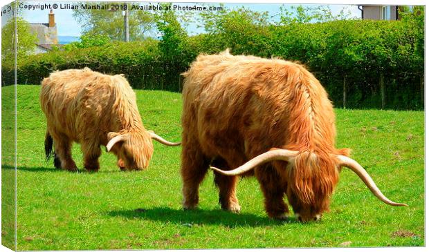 Highland Cattle Grazing. Canvas Print by Lilian Marshall