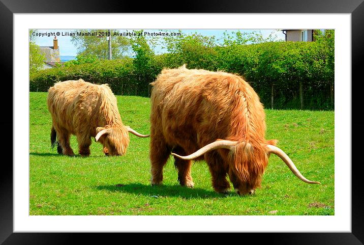 Highland Cattle Grazing. Framed Mounted Print by Lilian Marshall