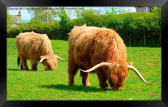 Highland Cattle Grazing. Framed Print by Lilian Marshall