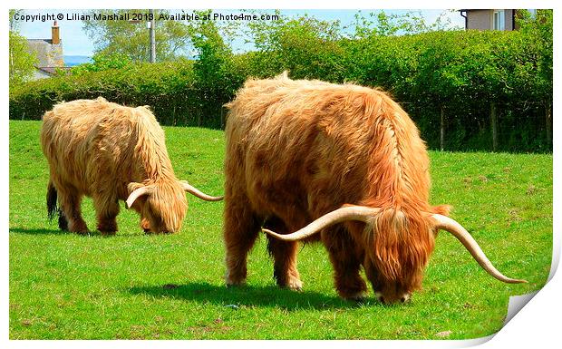 Highland Cattle Grazing. Print by Lilian Marshall