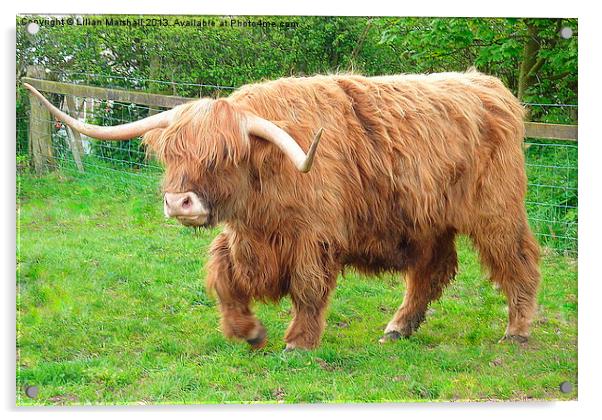 Highland Cattle. Acrylic by Lilian Marshall
