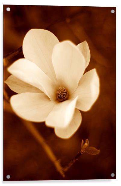 Magnolia Acrylic by Dianana 