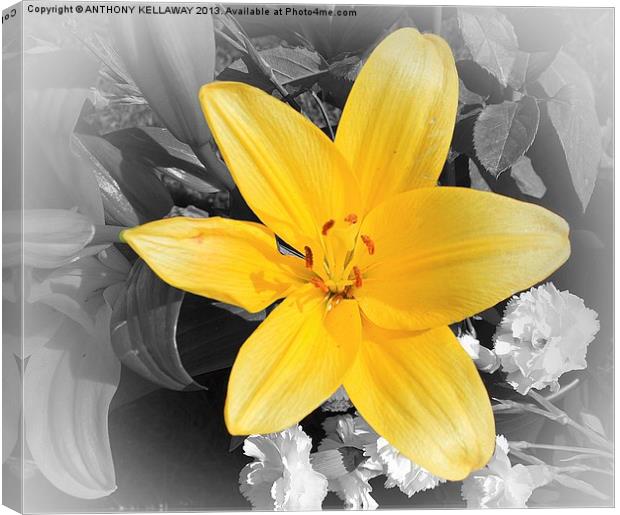 YELLOW LILY Canvas Print by Anthony Kellaway