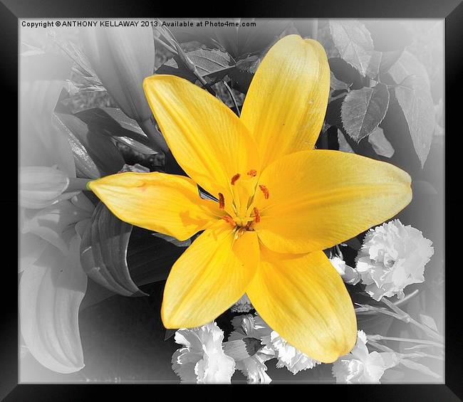 YELLOW LILY Framed Print by Anthony Kellaway