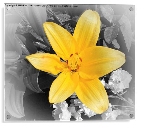 YELLOW LILY Acrylic by Anthony Kellaway
