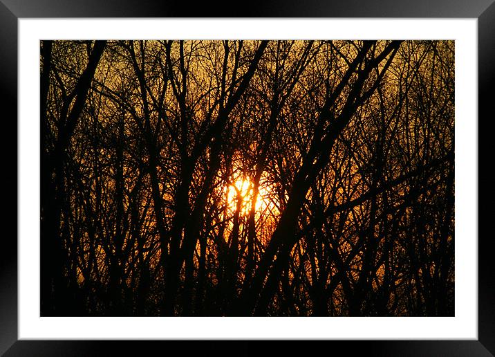 Sunset between trees Framed Mounted Print by Dianana 
