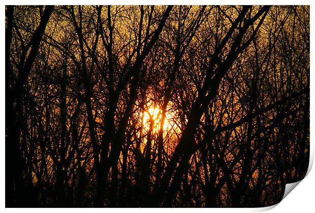 Sunset between trees Print by Dianana 