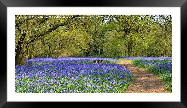 Bluebell Woodlands Seat Framed Mounted Print by Diana Mower
