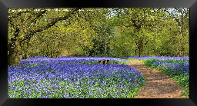 Bluebell Woodlands Seat Framed Print by Diana Mower