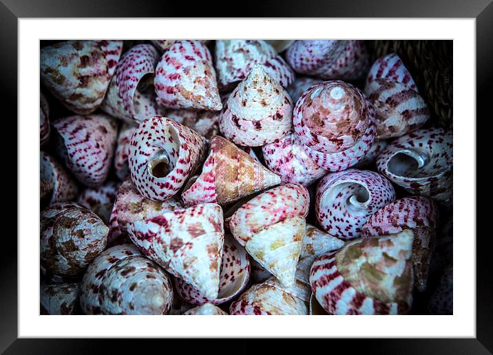 Sea Shells Framed Mounted Print by David Hare