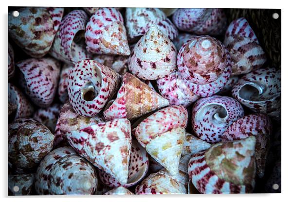 Sea Shells Acrylic by David Hare