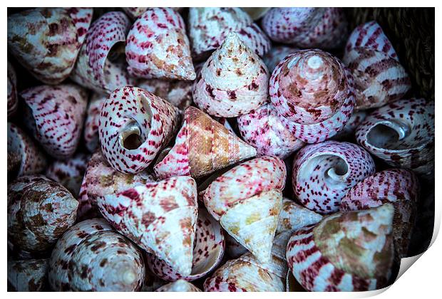 Sea Shells Print by David Hare
