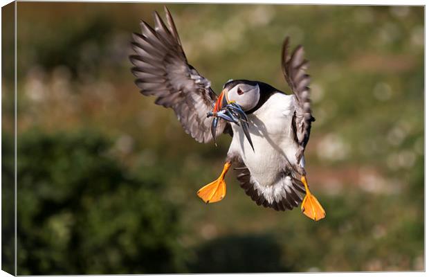 Puffin with Sand Eels Canvas Print by Mike Snelle