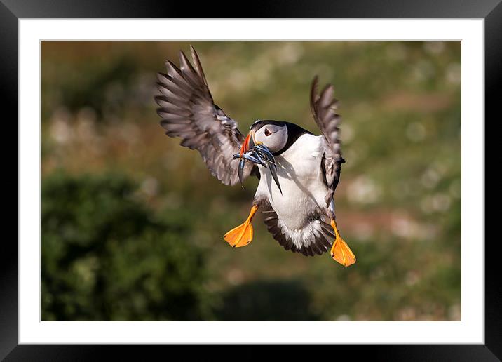 Puffin with Sand Eels Framed Mounted Print by Mike Snelle