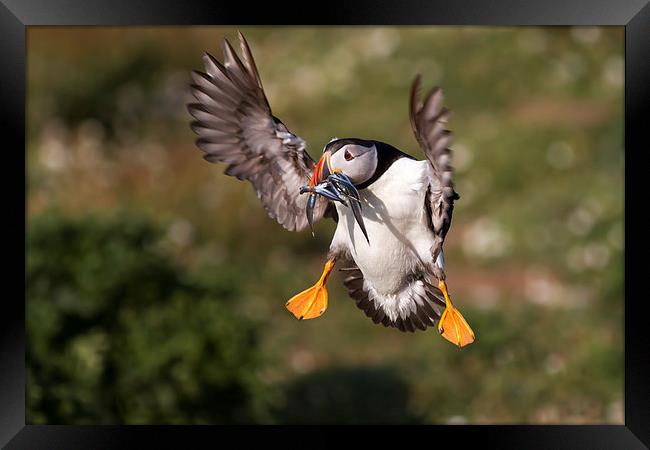 Puffin with Sand Eels Framed Print by Mike Snelle