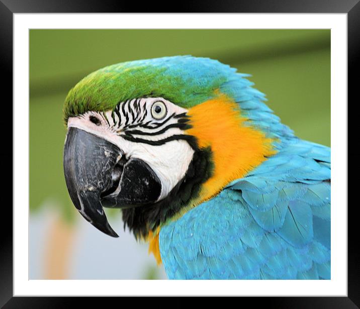 Macaw 2 Framed Mounted Print by Ruth Hallam