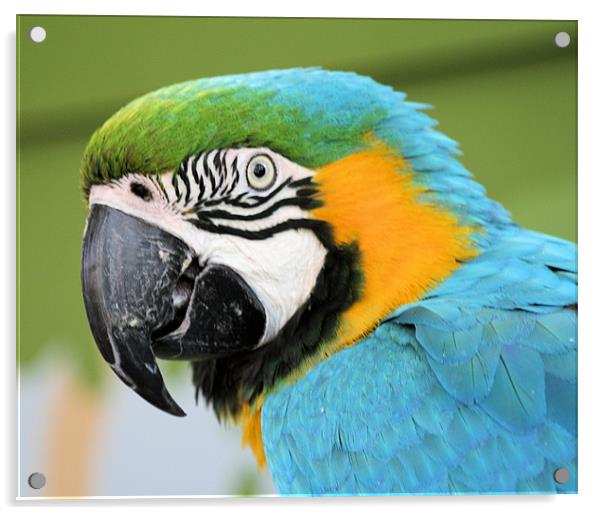 Macaw 2 Acrylic by Ruth Hallam