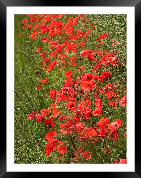 Poppies Framed Mounted Print by Ralph Jackson