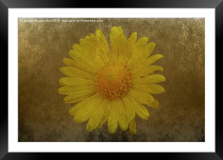 Yellow Daisy Framed Mounted Print by Lynn Bolt