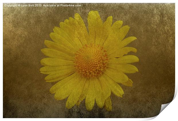 Yellow Daisy Print by Lynn Bolt