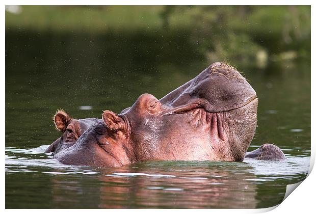 Happy Hippo Print by Mike Snelle