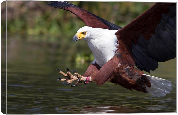 Africa Fish Eagle Canvas Print by Mike Snelle