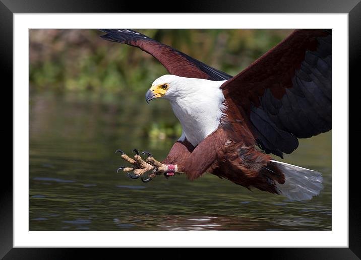 Africa Fish Eagle Framed Mounted Print by Mike Snelle