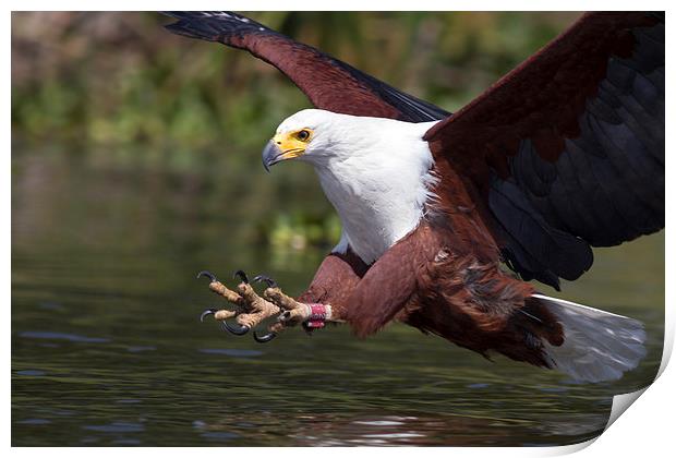Africa Fish Eagle Print by Mike Snelle