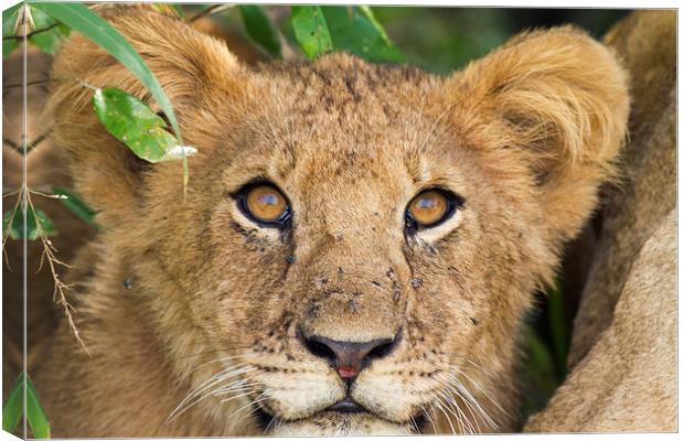 Lion Cub Canvas Print by Mike Snelle