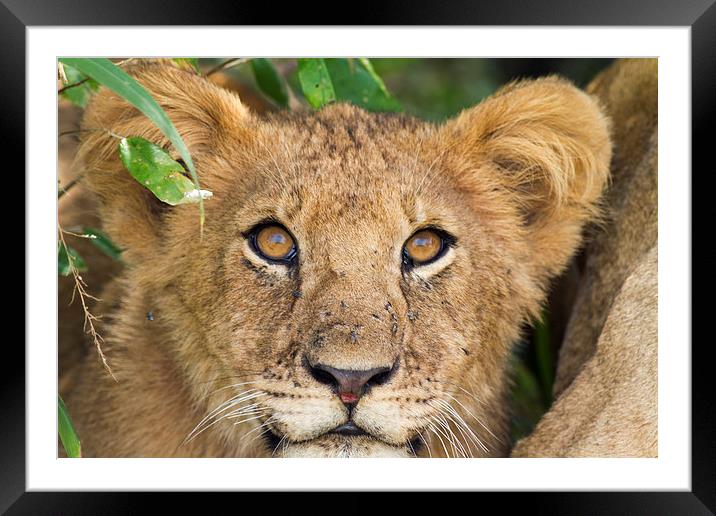 Lion Cub Framed Mounted Print by Mike Snelle