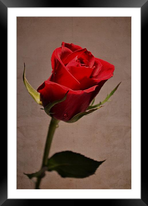 Red rose.. Framed Mounted Print by Nadeesha Jayamanne