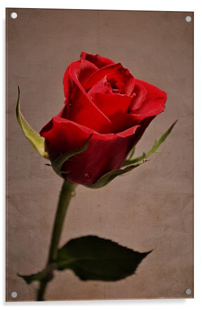Red rose.. Acrylic by Nadeesha Jayamanne