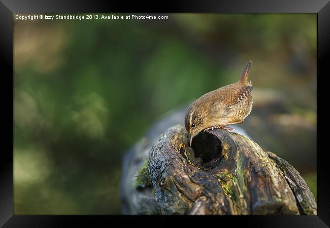 Wren hunting for food Framed Print by Izzy Standbridge