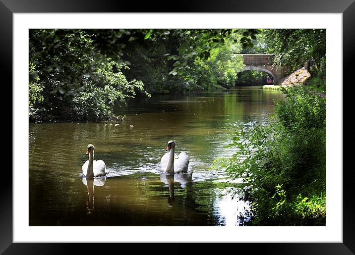 Swans on preston lancaster canal Framed Mounted Print by Chris Barker