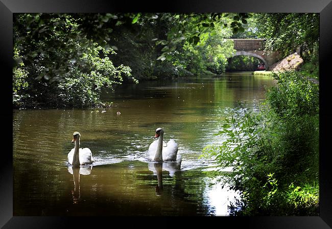 Swans on preston lancaster canal Framed Print by Chris Barker