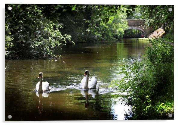 Swans on preston lancaster canal Acrylic by Chris Barker