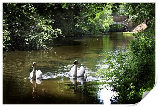 Swans on preston lancaster canal Print by Chris Barker