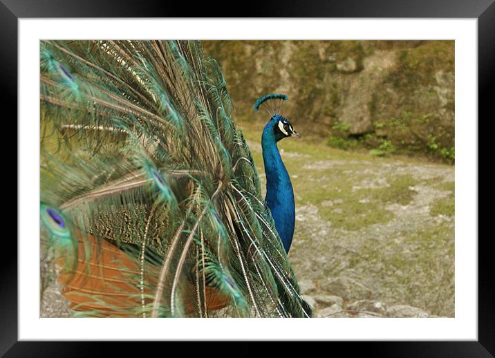 Peacock Framed Mounted Print by Luis Lajas