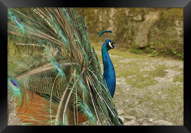 Peacock Framed Print by Luis Lajas