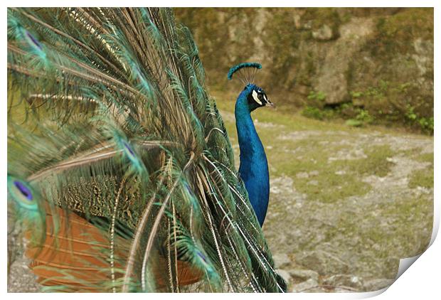 Peacock Print by Luis Lajas
