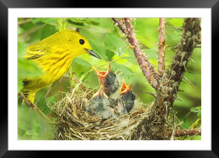 Dinner At The Warblers Framed Mounted Print by Gary Beeler