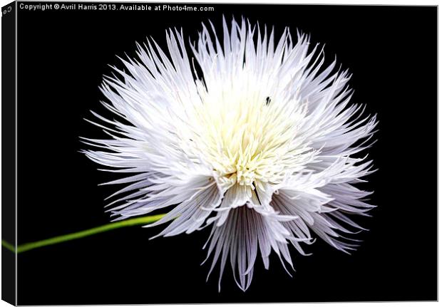White Wildflower Canvas Print by Avril Harris