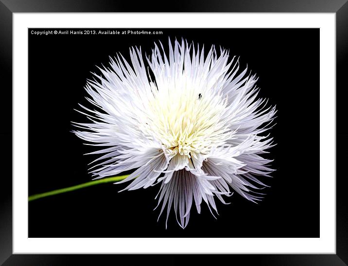 White Wildflower Framed Mounted Print by Avril Harris