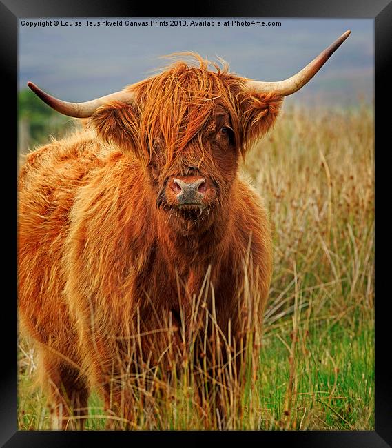 Red Highland Cow, Northumberland Framed Print by Louise Heusinkveld