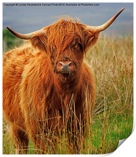Red Highland Cow, Northumberland Print by Louise Heusinkveld